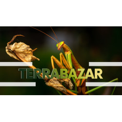 26.9.2026 Vstupenka na TERRABAZAR